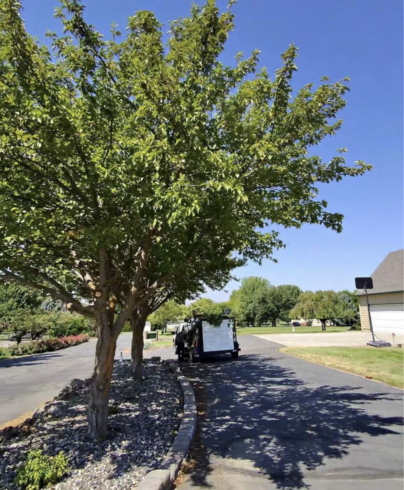 Tree Services by Mauro Landscaping
